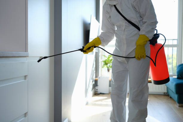 Best Same-Day Mold Removal  in Hallowell, ME