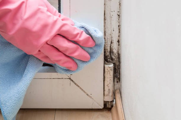Mold Removal and Inspection in Hallowell, ME
