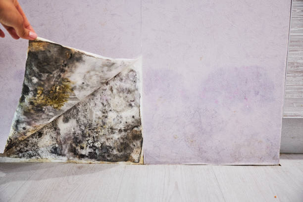 Best Mold Removal and Inspection  in Hallowell, ME